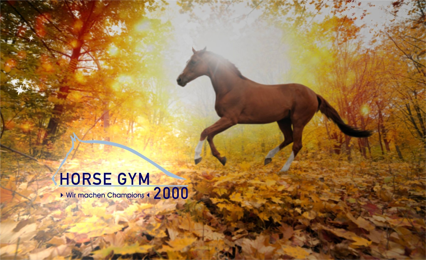 Horse Gym 2000 | Siegfried Mitzel